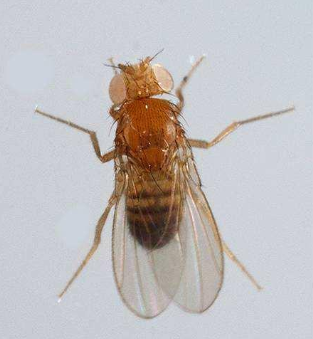 果蠅怎么消滅？果蠅怎么來的？對人體有什么危害嗎(圖文)