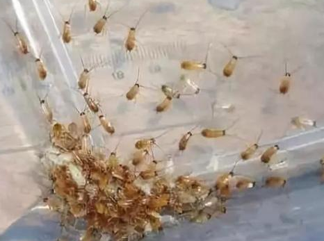 南寧家里店里蟑螂多怎么辦？怎么樣才能徹底除盡蟑螂？ (圖文)