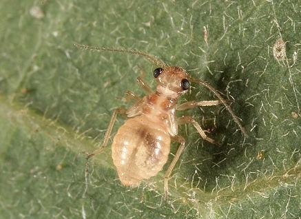 書虱防制方法，書虱怎么徹底消滅？