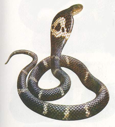 蛇類怎么防治？有什么方法可以預(yù)防蛇類入侵？