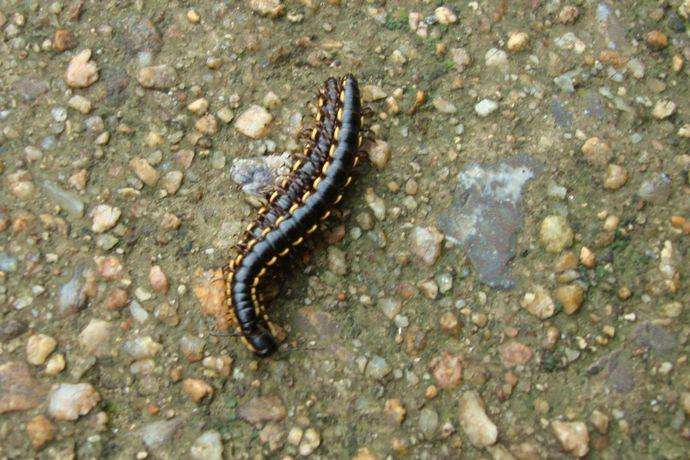 千足蟲馬陸如何防治？